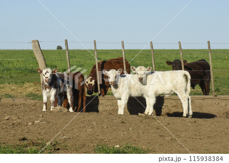 White Shorthorn calf , in Argentine countryside, 115938384