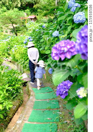 紫陽花の咲く小道を歩く人 115938586