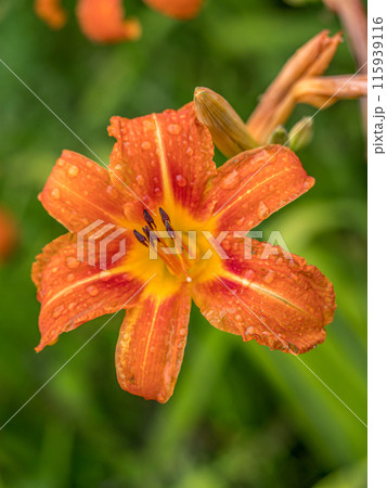 Orange daylily flowers in blossom Orange daylily flowers in blossom 115939116