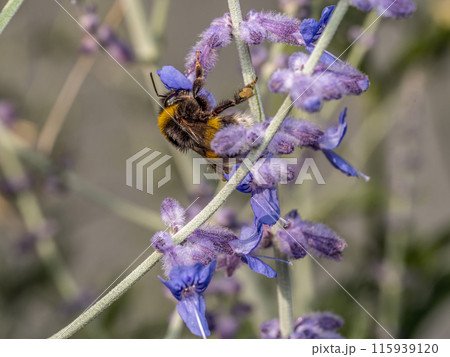 Bumblebee at work Bumblebee at work 115939120