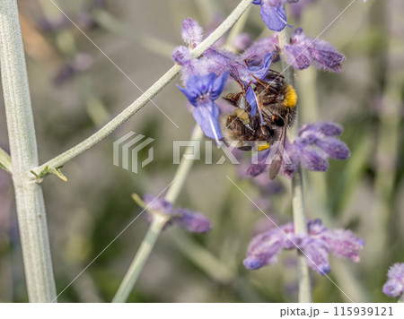 Bumblebee at work Bumblebee at work 115939121