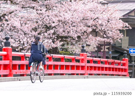 240419中橋桜g032 115939200