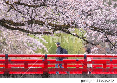 240419中橋桜g001 240419中橋桜g001 115939212