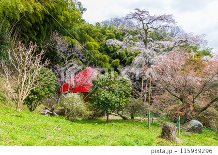 福島県郡山市の春　桜咲く雪村庵 115939296