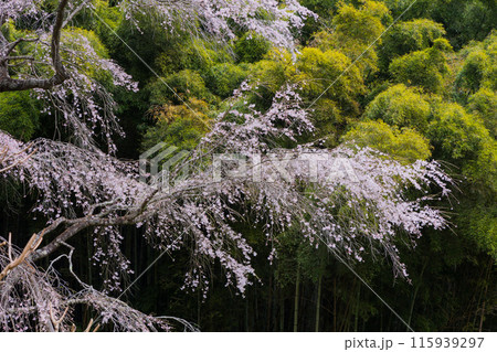 福島県郡山市の春　桜咲く雪村庵 115939297