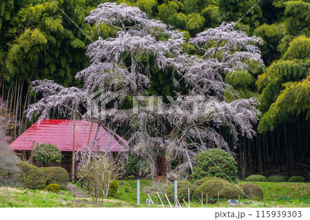 福島県郡山市の春　桜咲く雪村庵 115939303
