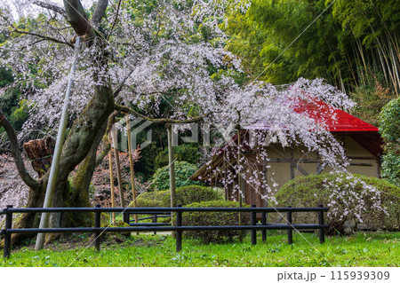 福島県郡山市の春 桜咲く雪村庵 福島県郡山市の春 桜咲く雪村庵 115939309