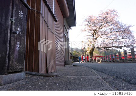 240420中橋桜z059 115939416