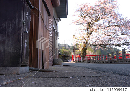 240420中橋桜z038 115939417