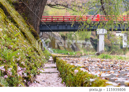 240422中橋桜g078 115939806