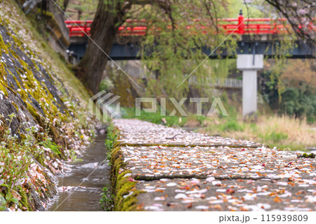 240422中橋桜g069 115939809