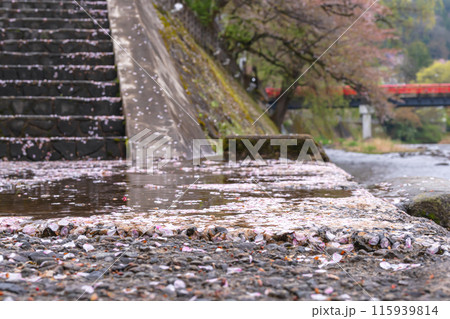 240422中橋桜g010 240422中橋桜g010 115939814