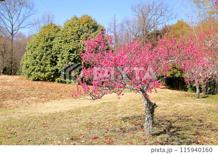 鮮やか ピンクの梅の花 鮮やか ピンクの梅の花 115940160