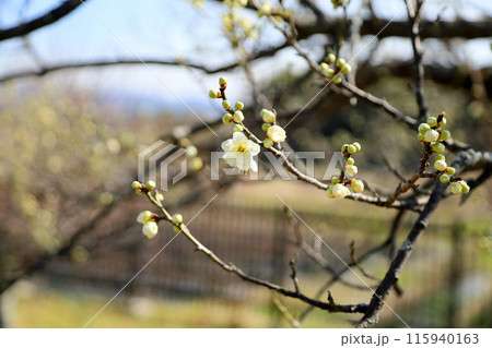 爽やか 白梅の花 爽やか 白梅の花 115940163