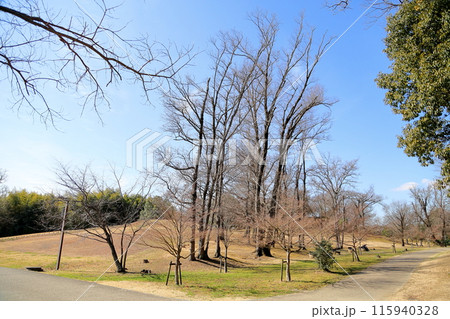 冬の公園 大木 雑木林 冬の公園 大木 雑木林 115940328
