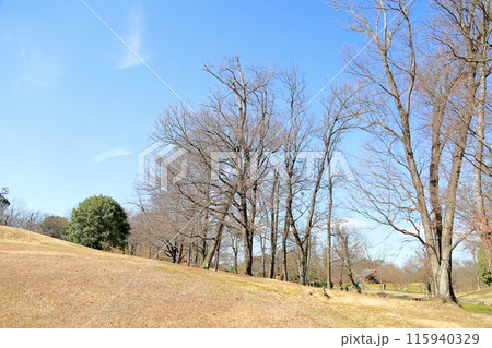 冬の公園　大木　雑木林 115940329