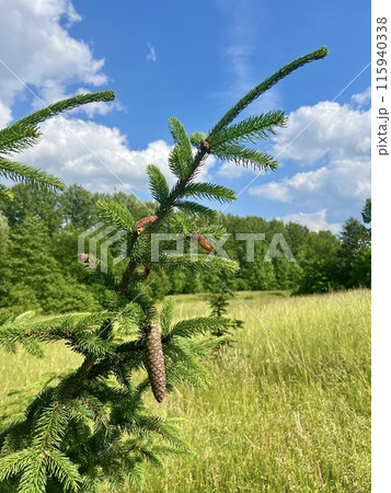 Branch of a coniferous tree on the background of a wooden house. Upper Silesian Ethnographic park. 115940338