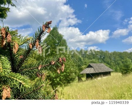 Branch of a coniferous tree on the background of a wooden house. Upper Silesian Ethnographic park. 115940339
