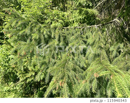 Branch of a coniferous tree on the background of a wooden house. Upper Silesian Ethnographic park. 115940343