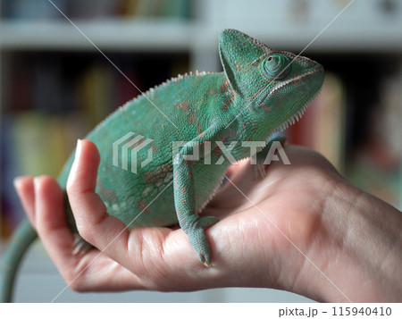 Chameleon is held in the keeper hands. Keeping, and breeding chameleons concept 115940410
