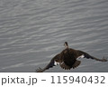 カルガモの飛翔 115940432