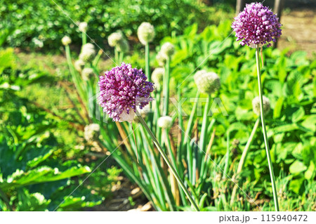 赤紫色のニンニクの花 115940472
