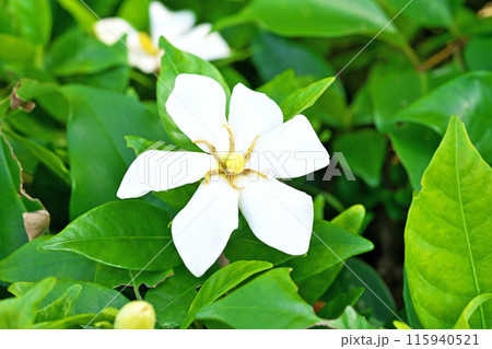 白いクチナシの花（夏、六月） 115940521