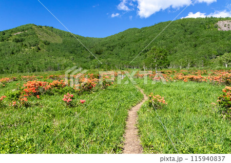 レンゲツツジ咲く初夏の野反湖畔遊歩道 115940837