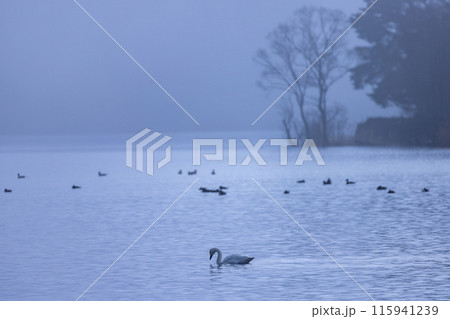 冬の朝、猪苗代湖で出会った白鳥 115941239
