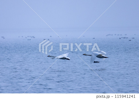 冬の朝の猪苗代湖、飛び立つ白鳥 冬の朝の猪苗代湖、飛び立つ白鳥 115941241