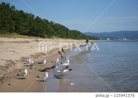 海に浮かぶ水鳥と日本海1 海に浮かぶ水鳥と日本海1 115941378