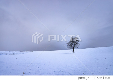 南相馬の雪の中の精霊の木 115941506