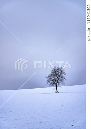 南相馬の雪の中の精霊の木 115941509
