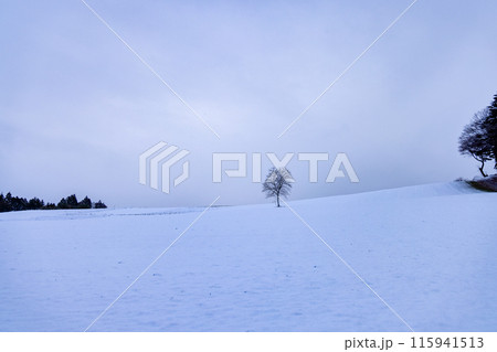 南相馬の雪の中の精霊の木 115941513