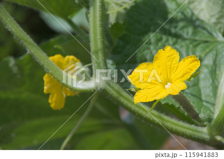 初夏の家庭菜園に咲いた黄色いきゅうりの花 初夏の家庭菜園に咲いた黄色いきゅうりの花 115941883