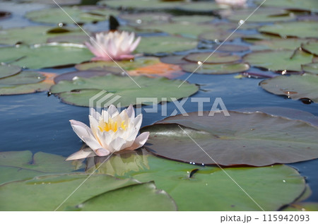 池に浮かぶスイレン 115942093
