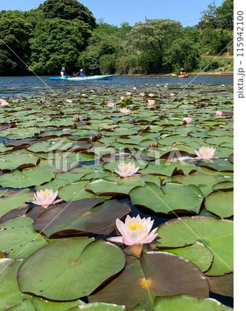 スイレンとカヤック 115942100
