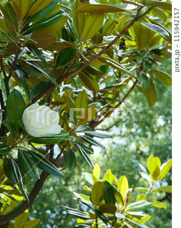 タイサンボクの花 115942157