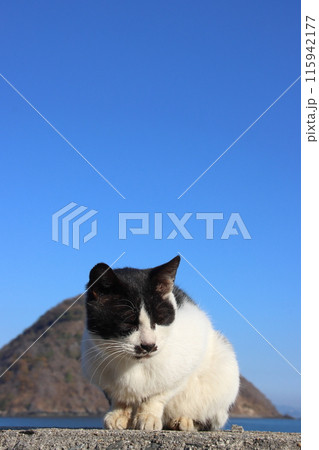 瀬戸内海の島の猫・堤防の上でくつろぐ猫【香川県・佐柳島】 115942177