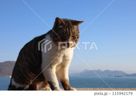 瀬戸内海の島の猫・堤防の上でくつろぐ猫【香川県・佐柳島】 瀬戸内海の島の猫・堤防の上でくつろぐ猫【香川県・佐柳島】 115942179