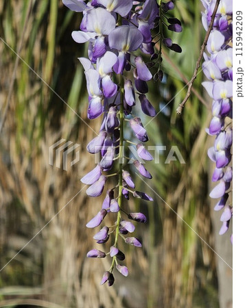 Flowering wisteria plant Flowering wisteria plant 115942209