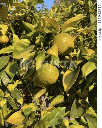 Fruits of mandarin fruit on mandarin tree 115942210