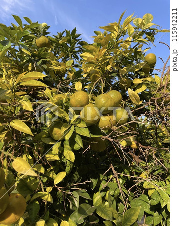 Fruits of mandarin fruit on mandarin tree Fruits of mandarin fruit on mandarin tree 115942211