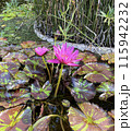 Water lily flower in pond and leaves 115942232