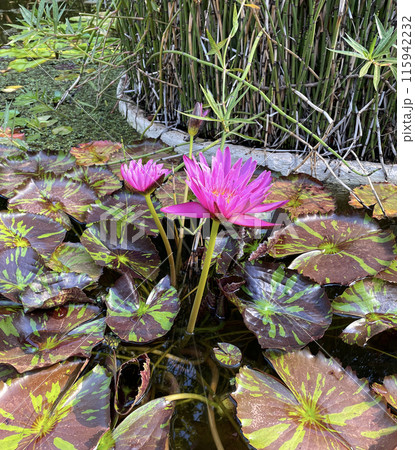 Water lily flower in pond and leaves Water lily flower in pond and leaves 115942232