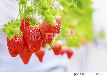 ハウスに広がる香りが鼻をくすぐるいちご園の苺 115942382