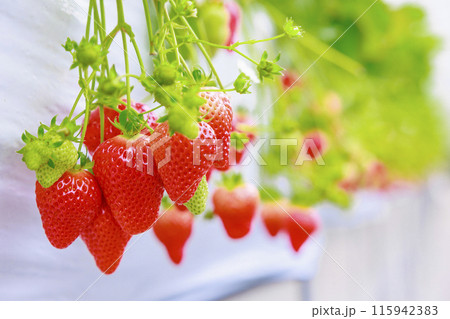 ハウスに広がる香りが鼻をくすぐるいちご園の苺 115942383