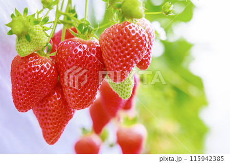 ハウスに広がる香りが鼻をくすぐるいちご園の苺 115942385