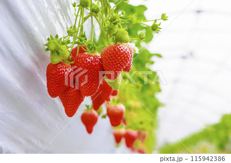 ハウスに広がる香りが鼻をくすぐるいちご園の苺 115942386