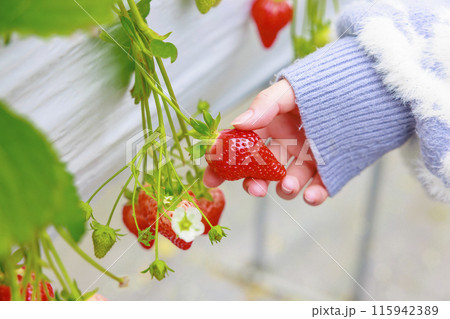 ハウスに広がる香りが鼻をくすぐるいちご園の苺 ハウスに広がる香りが鼻をくすぐるいちご園の苺 115942389